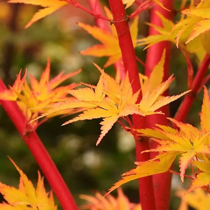 Artar japonez "Sango Kaku" / Acer palmatum &