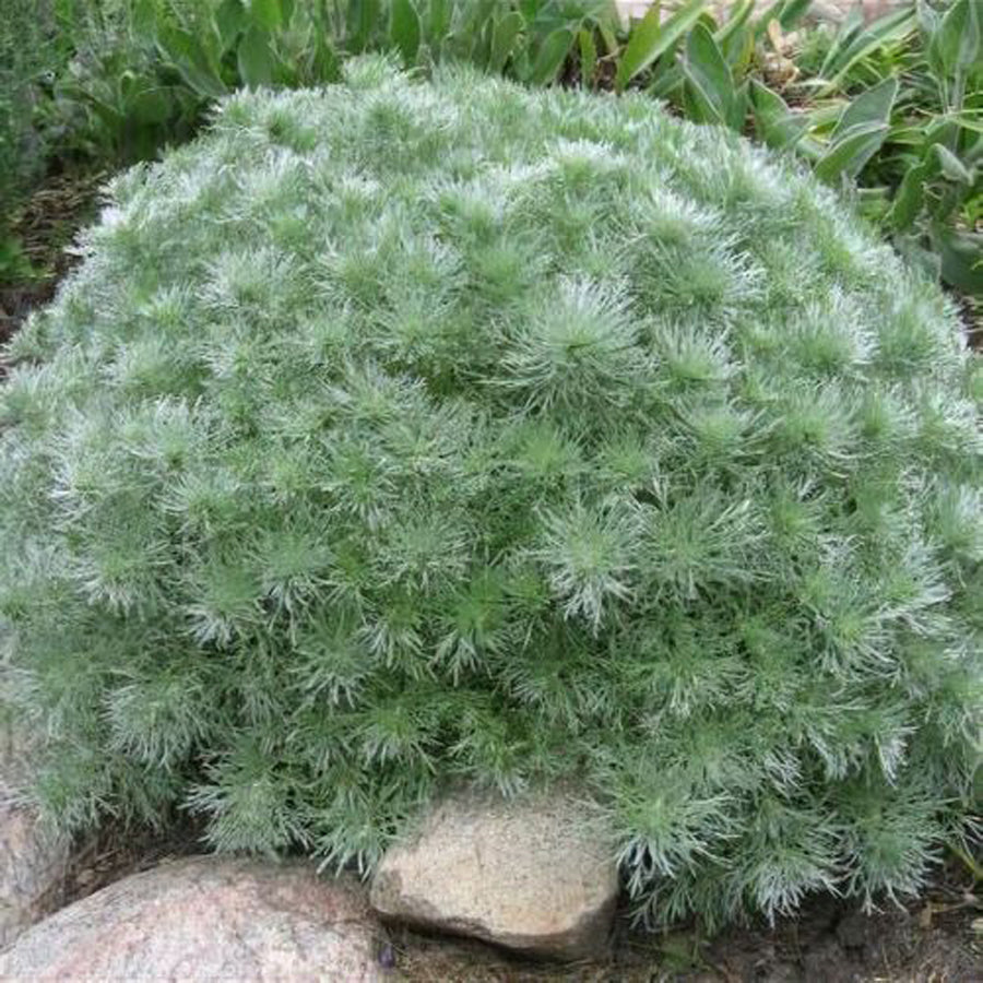Tarhon decorativ pitic / Artemisia schmidtiana "Nana"