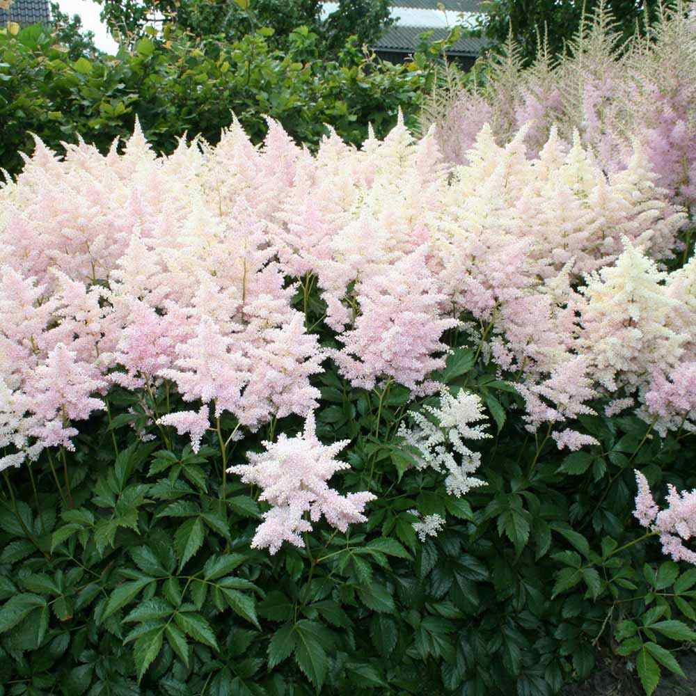 Astilbe "Europa" by Gradina Noastra