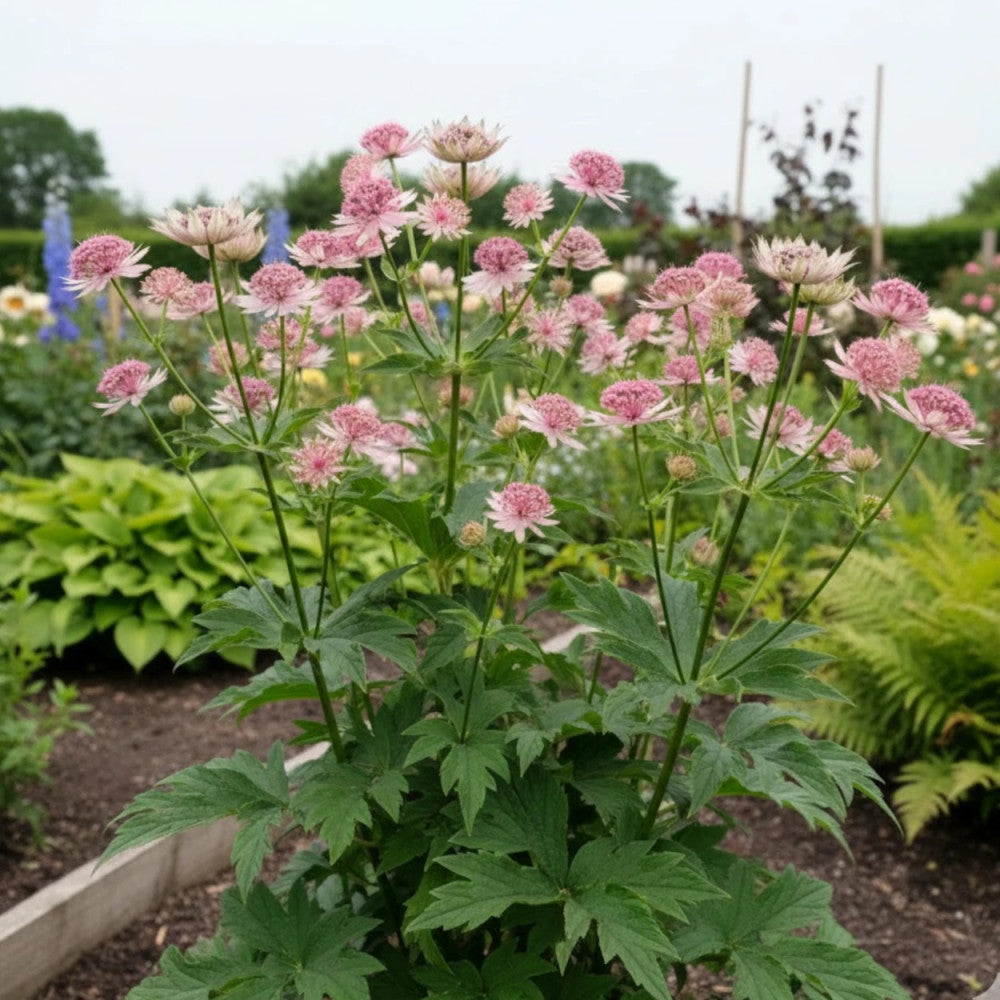 Astrantia major mix / Astrantia ‘Burgundy Manor’’, Astrantia ‘Claret’ , Astrantia ‘Pink Pride’ - Gradina Noastra