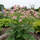 Astrantia major mix / Astrantia ‘Burgundy Manor’’, Astrantia ‘Claret’ , Astrantia ‘Pink Pride’ - Gradina Noastra