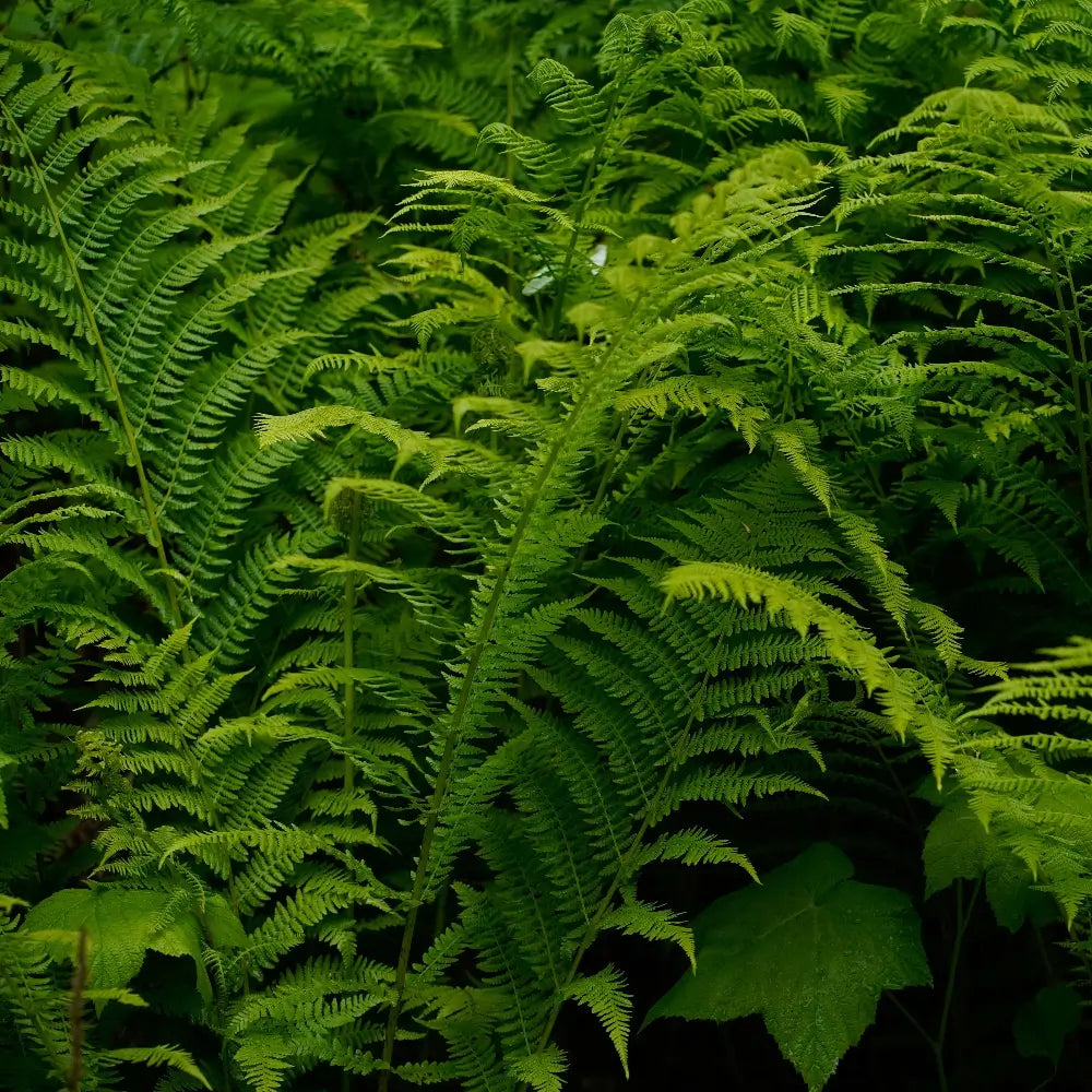 Athyrium filix-femina "Rotstiel"