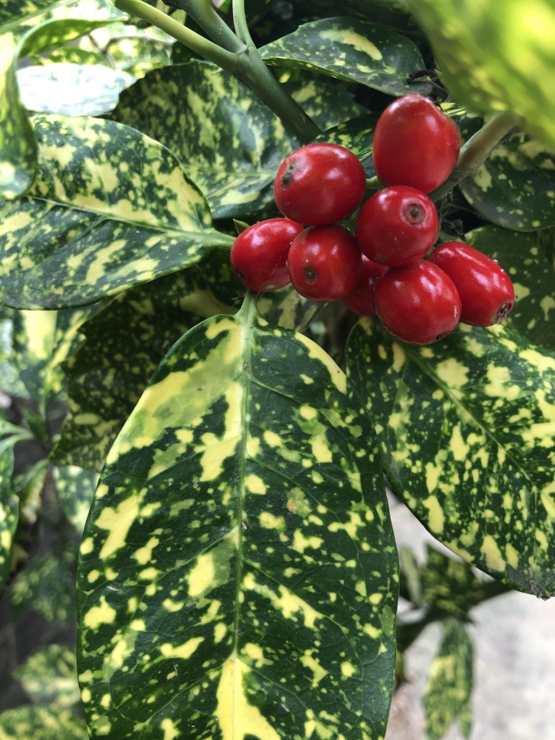 Pom de aur "Crotonifolia Gold" / Aucuba japonica "Crotonifolia Gold" /