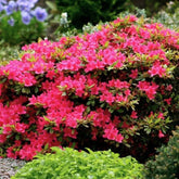 Azalee japonica diferite soiuri mix/buc/ Azalea japonica mix/buc / - Gradina Noastra