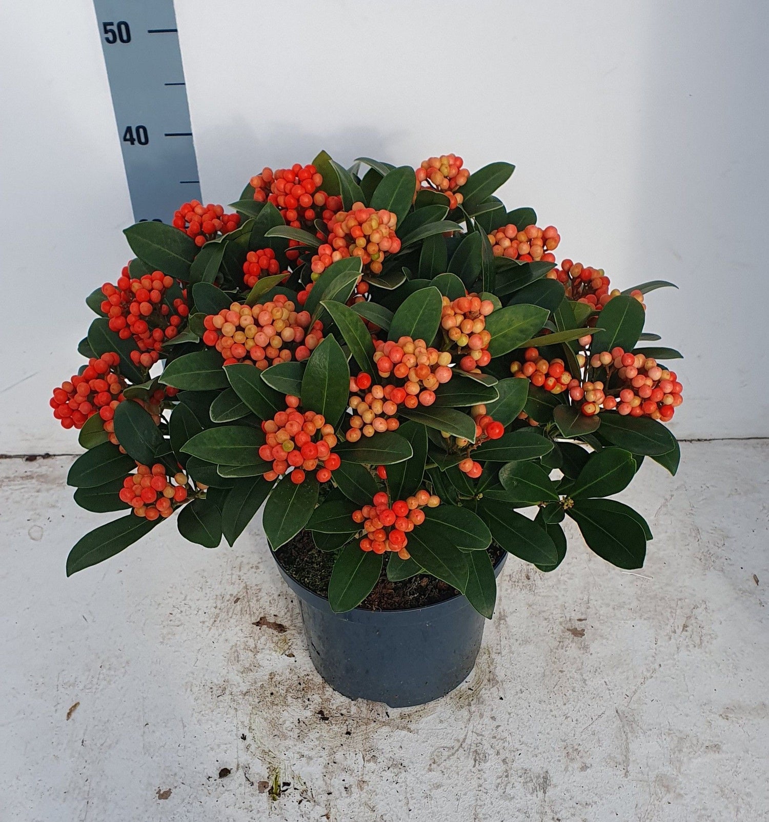 Liliac japonez "Temptation" 0.40 - 0.50 m / Skimmia japonica &