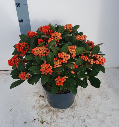 Liliac japonez "Temptation" 0.40 - 0.50 m / Skimmia japonica &