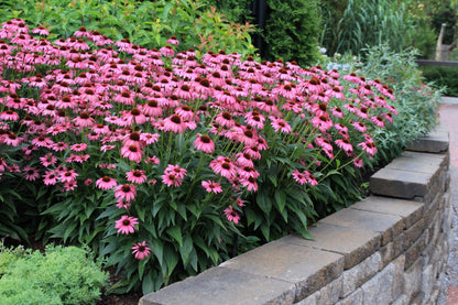 Echinacea purpurea "Powwow Wild Berry" - Gradina Noastra