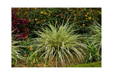 Carex morrowii „Goldband" - Gradina Noastra