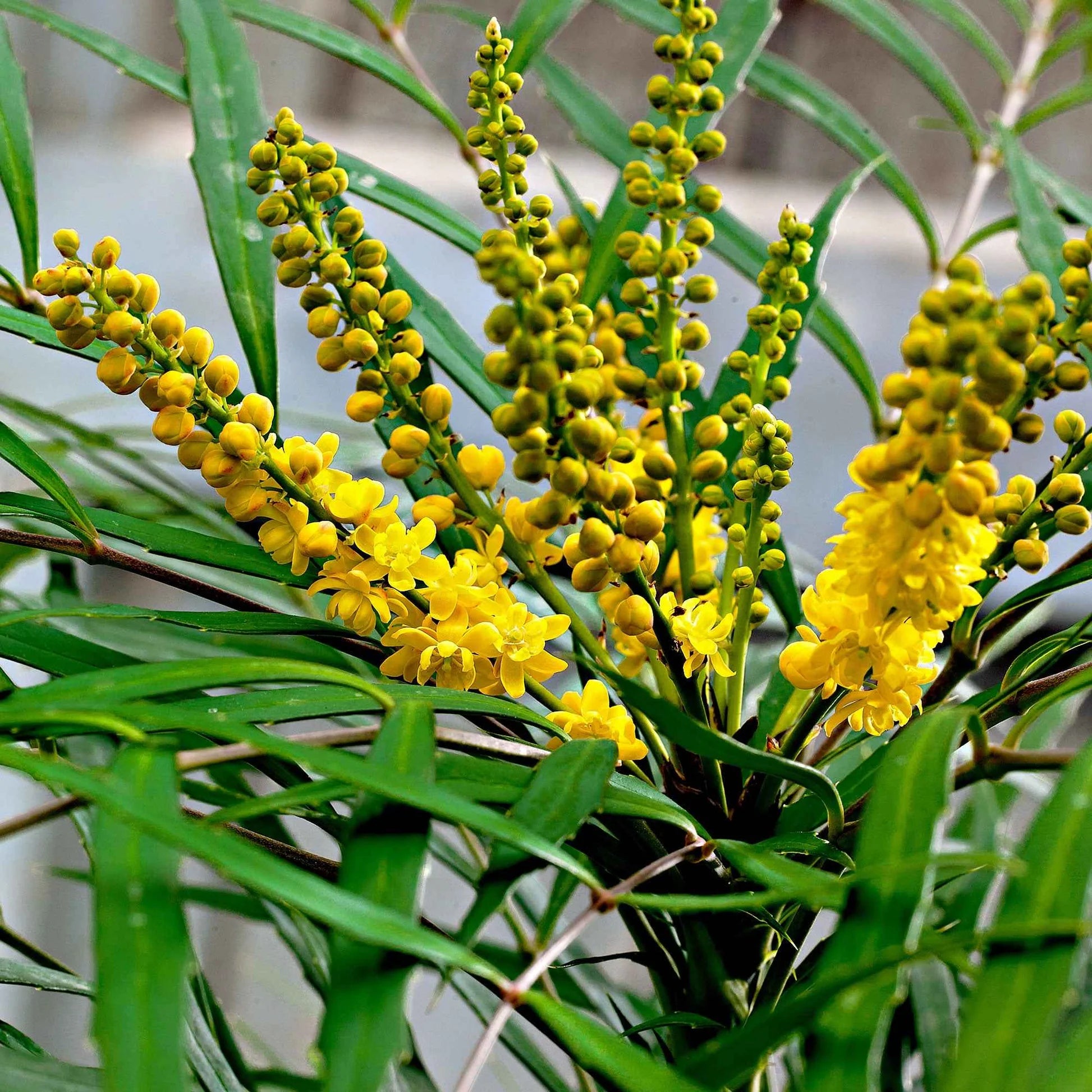 Mahogany &quot;Charity&quot; 0.60 - 0.80 m / Mahonia x media &quot;Charity&quot; /