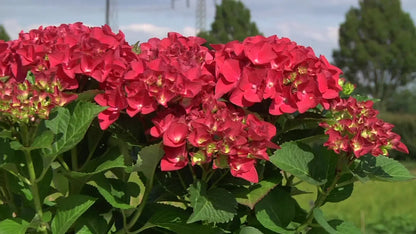 Hortensia "Hot Red" / Hydrangea macr. "Hot Red"/