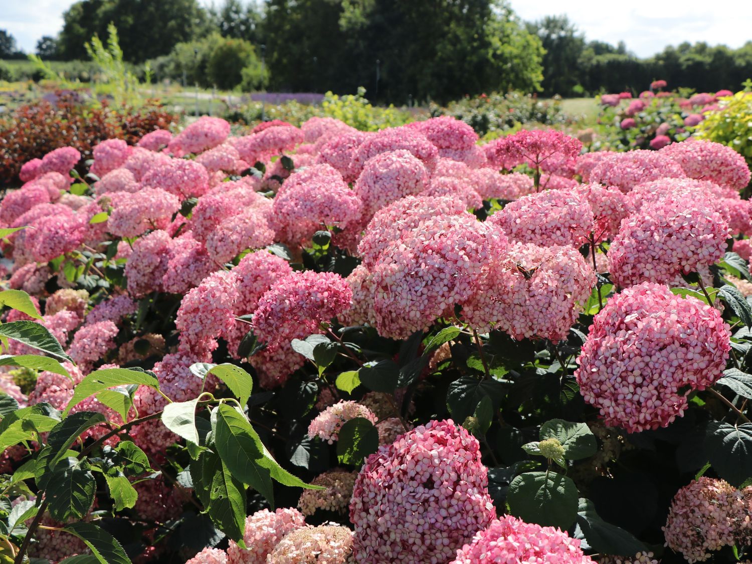 Hortensia "Pink Annabelle"/ Hydrangea arborescens "Pink Annabelle"/