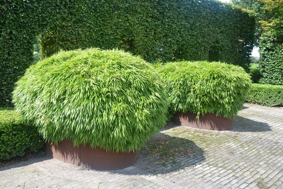 Bambus vesnic verde pitic „Rufa” / Fargesia murielae „Rufa” /