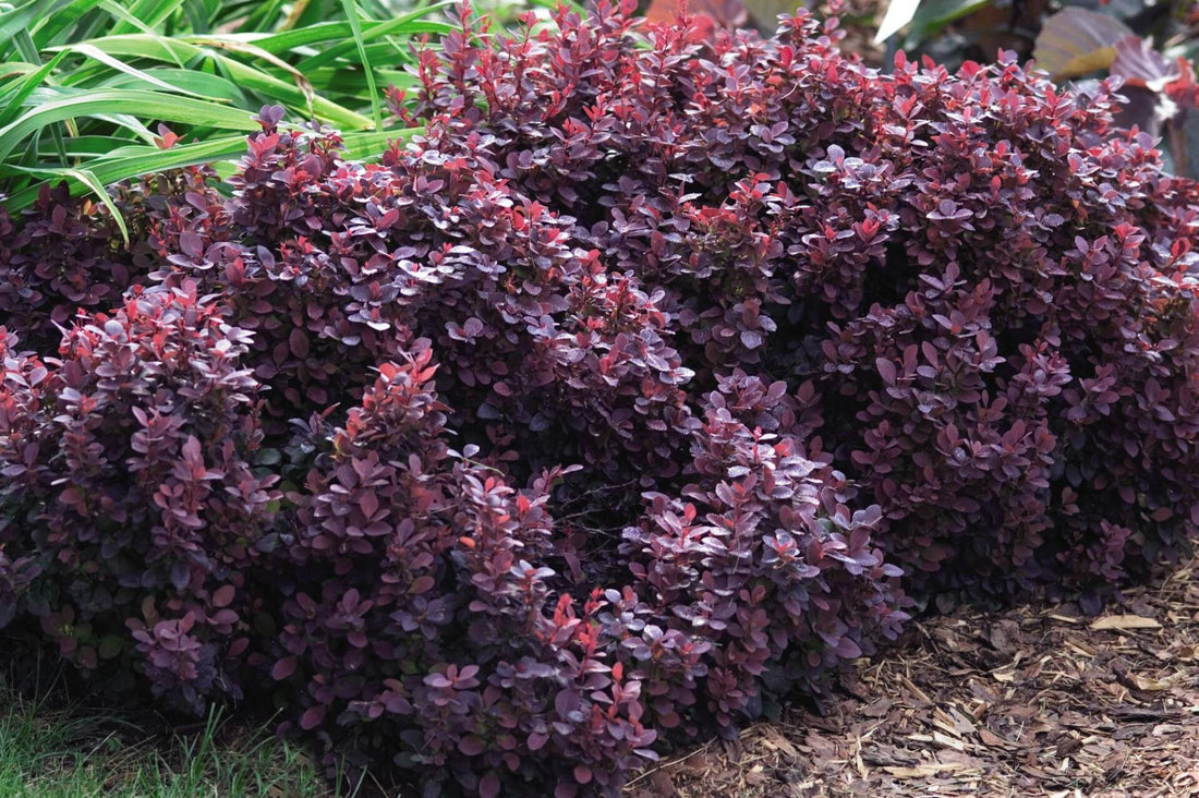 Dracila &quot;Concorde&quot; / Berberis thunbergii &quot;Concorde&quot;/