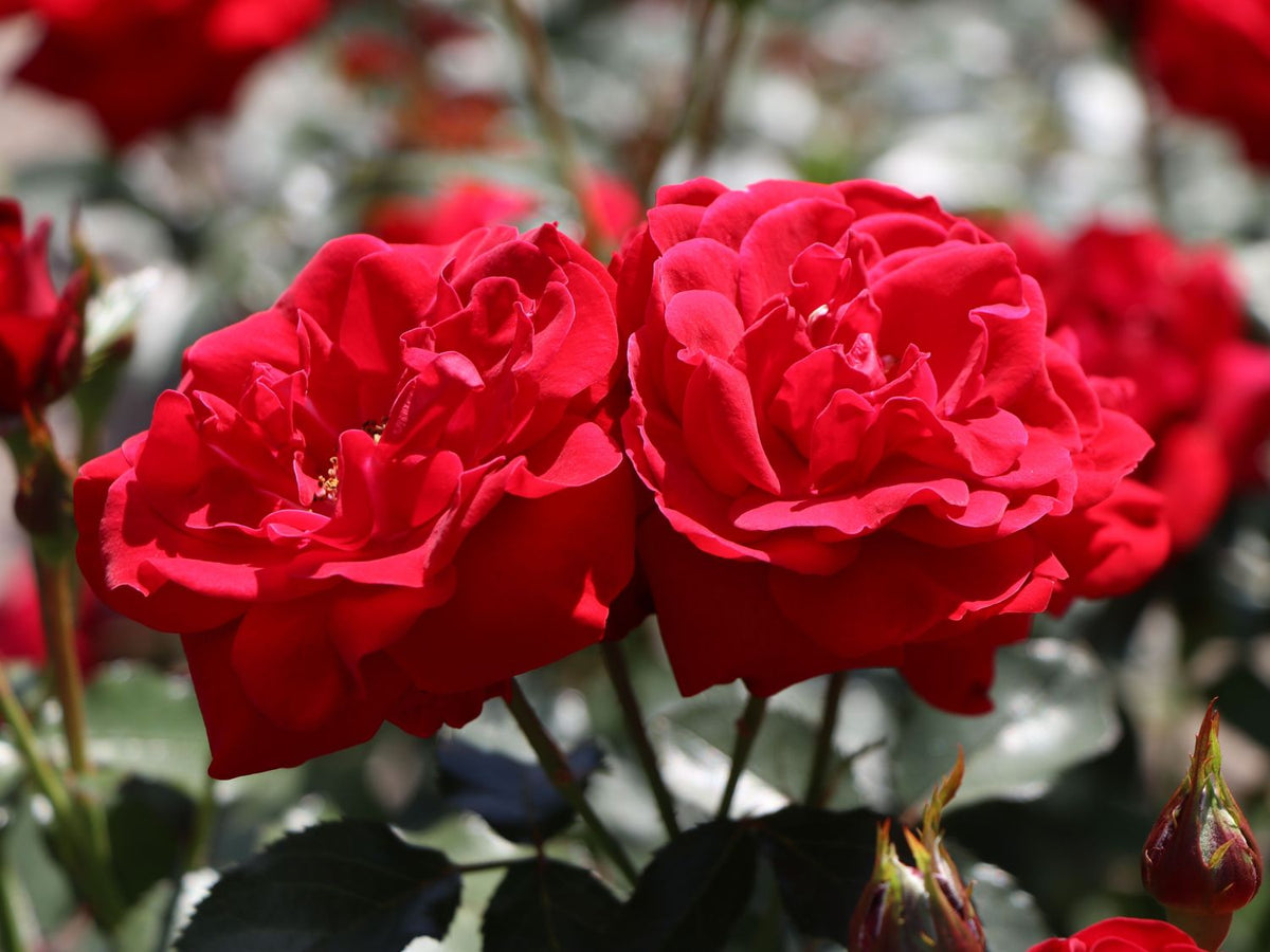 Trandafir floribunda "Nina Weibull"/ Rosa floribunda "Nina Weibull"/