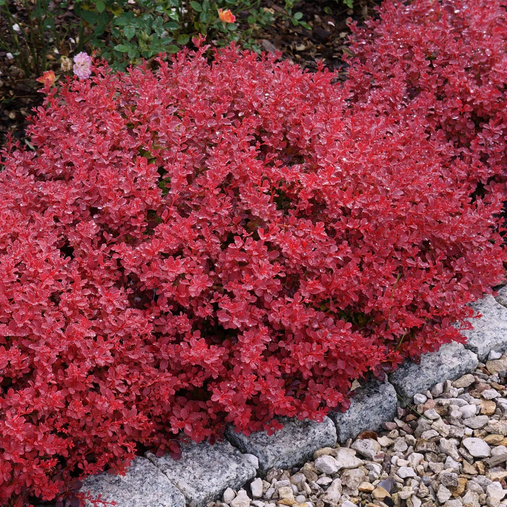 Dracila "Fireball" / Berberis thunbergii "Fireball"/ by gradina-noastra