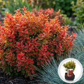 Dracila "Ruby Star" / Berberis thunbergii "Ruby Star" / - Gradina Noastra