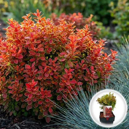Dracila "Ruby Star" / Berberis thunbergii "Ruby Star" / - Gradina Noastra