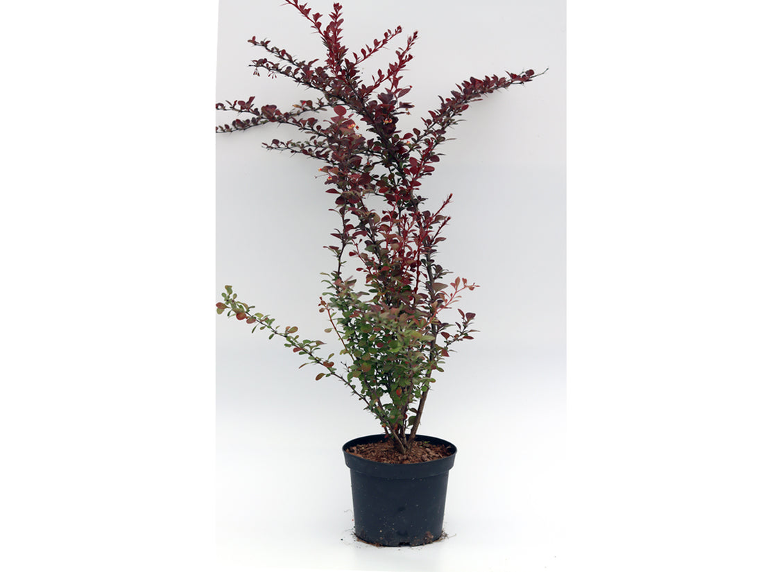 Dracila rosie „Atropurpurea” 0.40 - 0.60 m /Berberis thunbergii "Atropurpurea "/