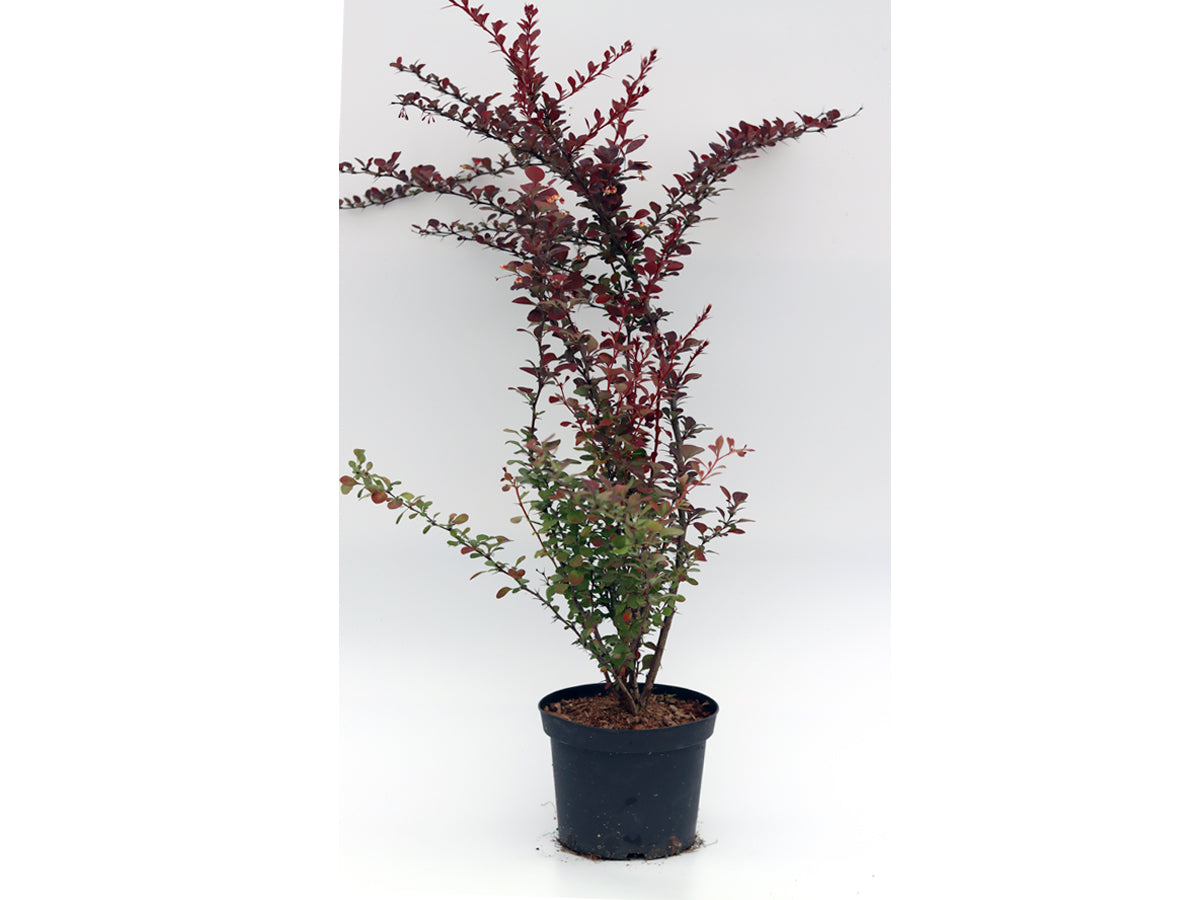 Dracila rosie „Atropurpurea” 0.40 - 0.60 m /Berberis thunbergii "Atropurpurea "/