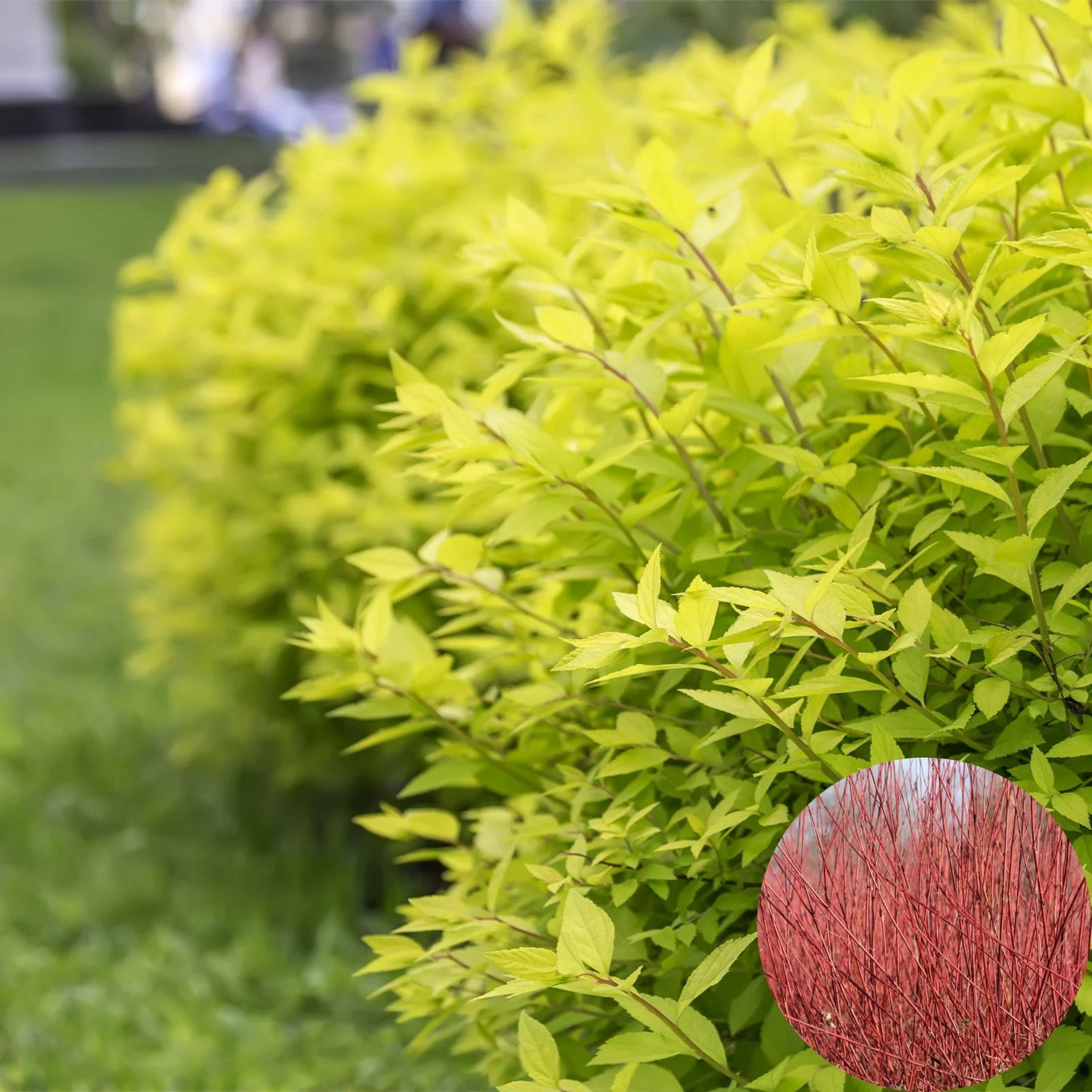 Corn "Aurea" / Cornus alba „Aurea”/