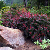 Dracila "Bagatelle" / Berberis thunbergii "Bagatelle" / - Gradina Noastra