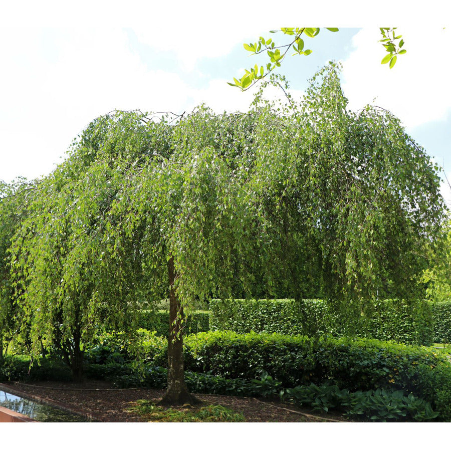 Mesteacan curgator &