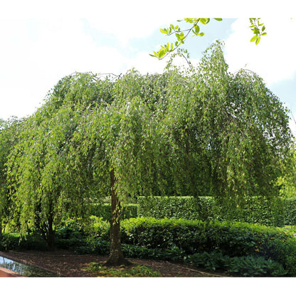 Mesteacan curgator &