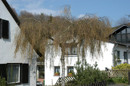 Mesteacan curgator &