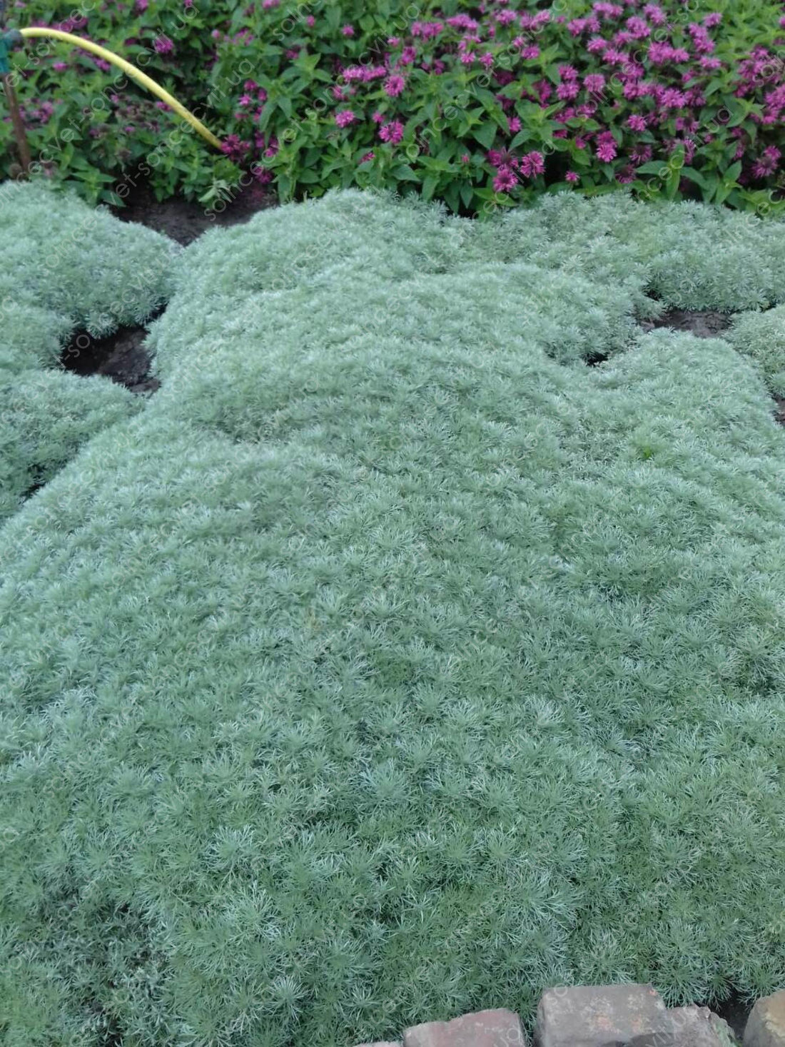 Tarhon decorativ pitic / Artemisia schmidtiana "Nana" - Gradina Noastra