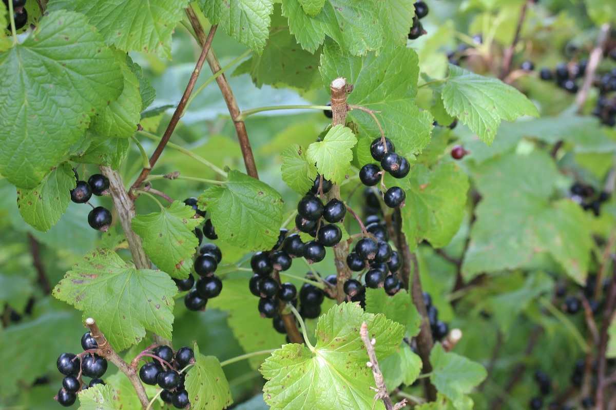Coacăz Negru / Ribes nigrum  Ben Nevis / - Gradina Noastra