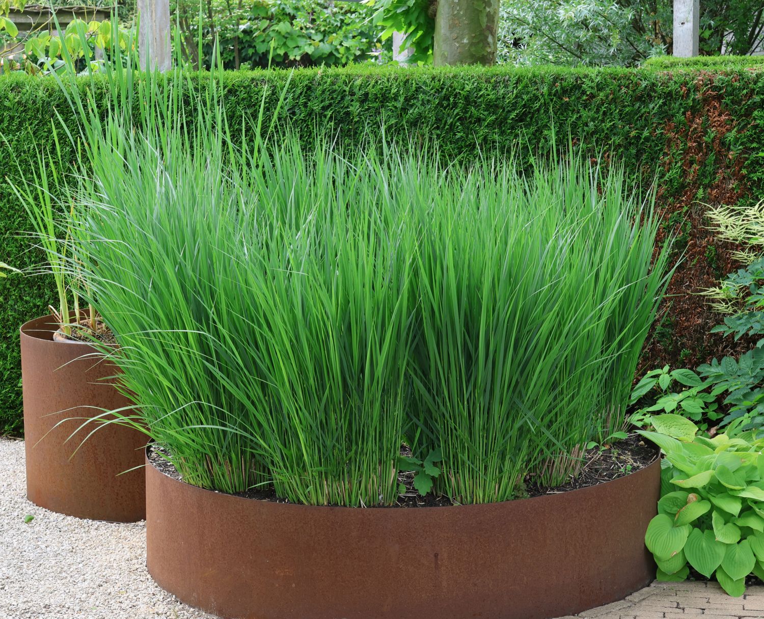 Panicum virgatum "Heavy Metal" - Gradina Noastra