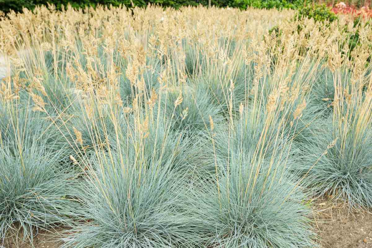 Festuca &quot;Cool as ice&quot;