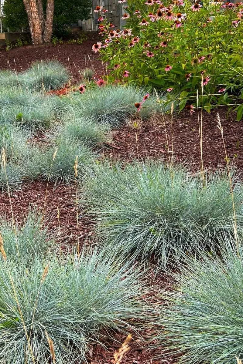 Festuca "Cool as ice"