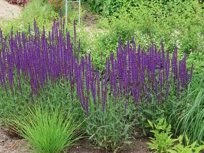 Salvia nemorosa &