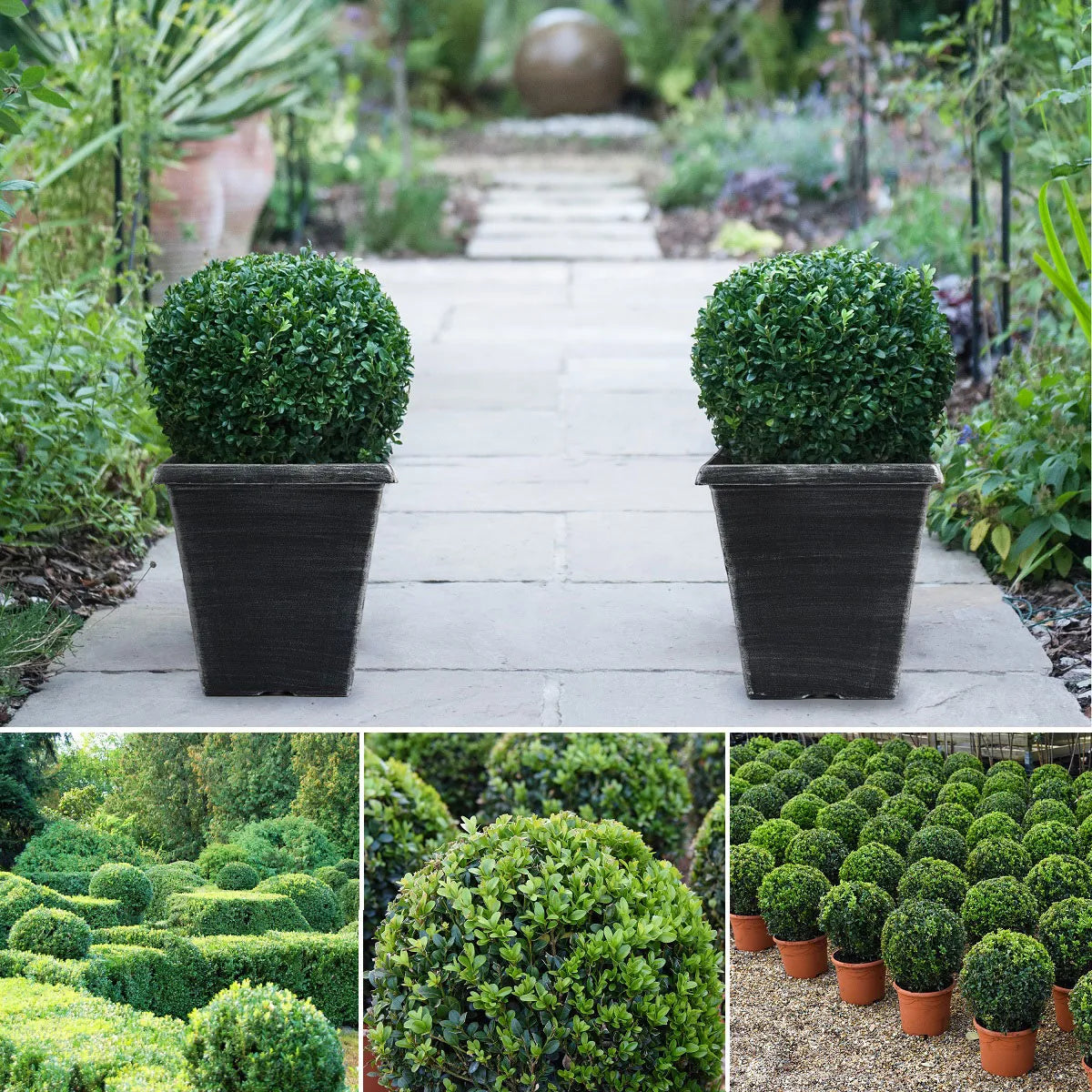 Buxus sempervirens minge / Buxus sempervirens /