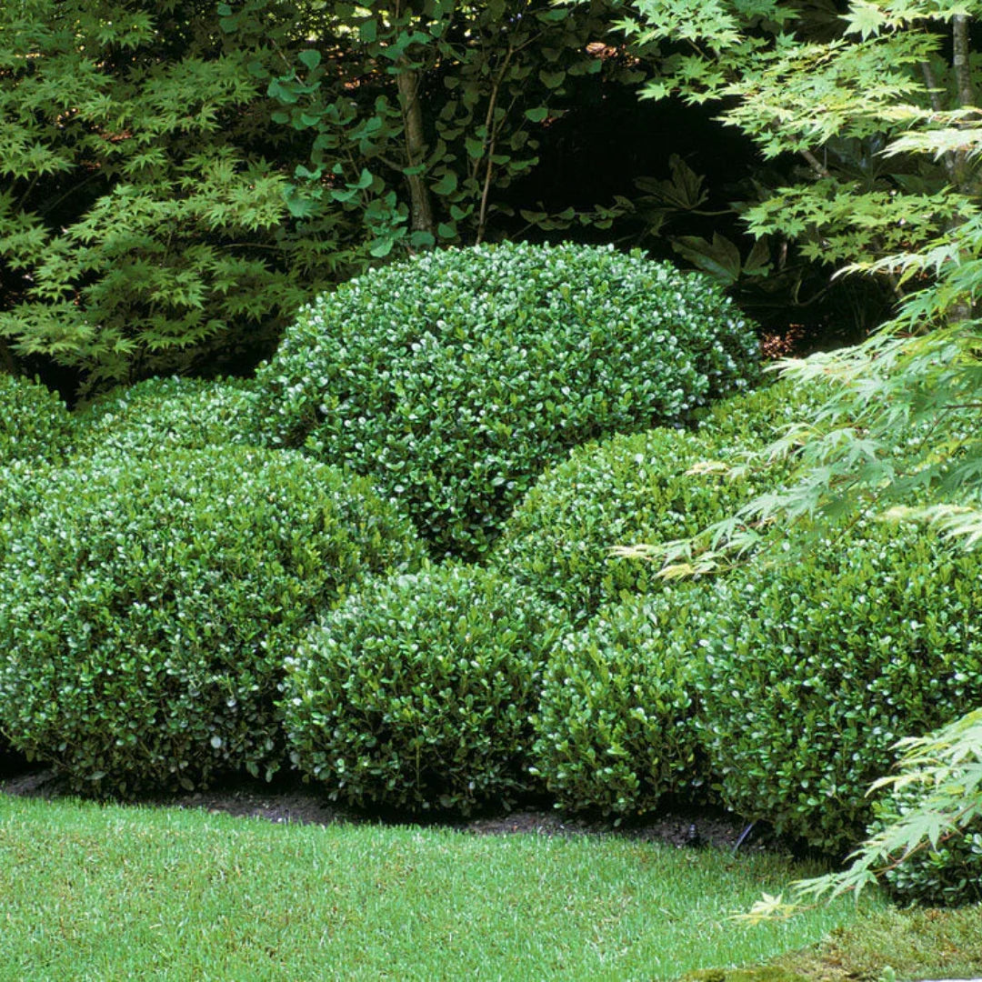 Buxus "Faulkner" tufa / Buxus microphylla"Faulkner"/