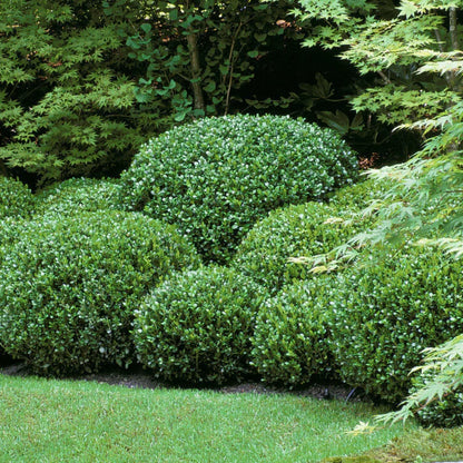 Buxus "Faulkner" tufa / Buxus microphylla"Faulkner"/