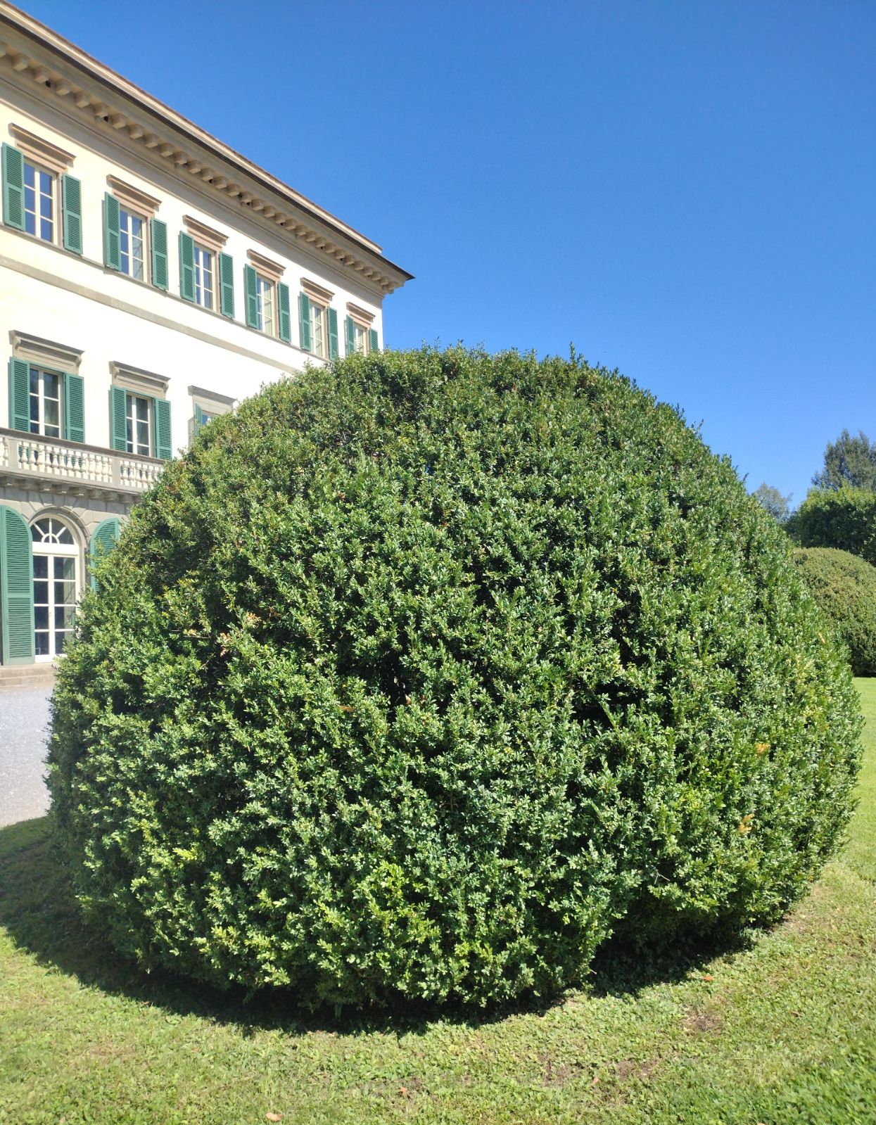 Buxus sempervirens minge / Buxus sempervirens /