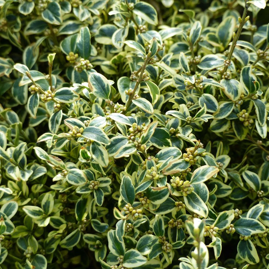 Buxus auriu 0.25- 0.30 m / Buxus sempervirens „Elegans”/