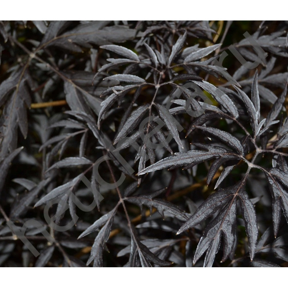 Soc negru "Black Lace" / Sambucus nigra "Black Lace"/