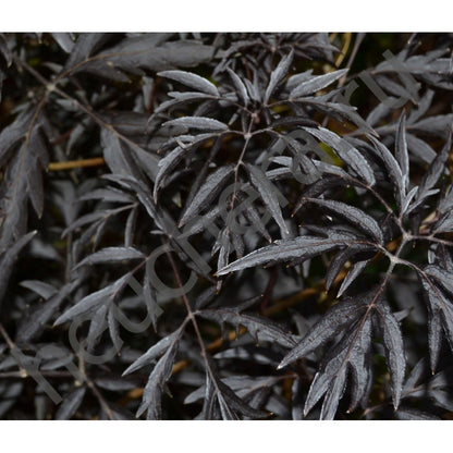 Soc negru "Black Lace" / Sambucus nigra "Black Lace"/