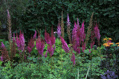 Astilbe chinensis "Purpulanze"