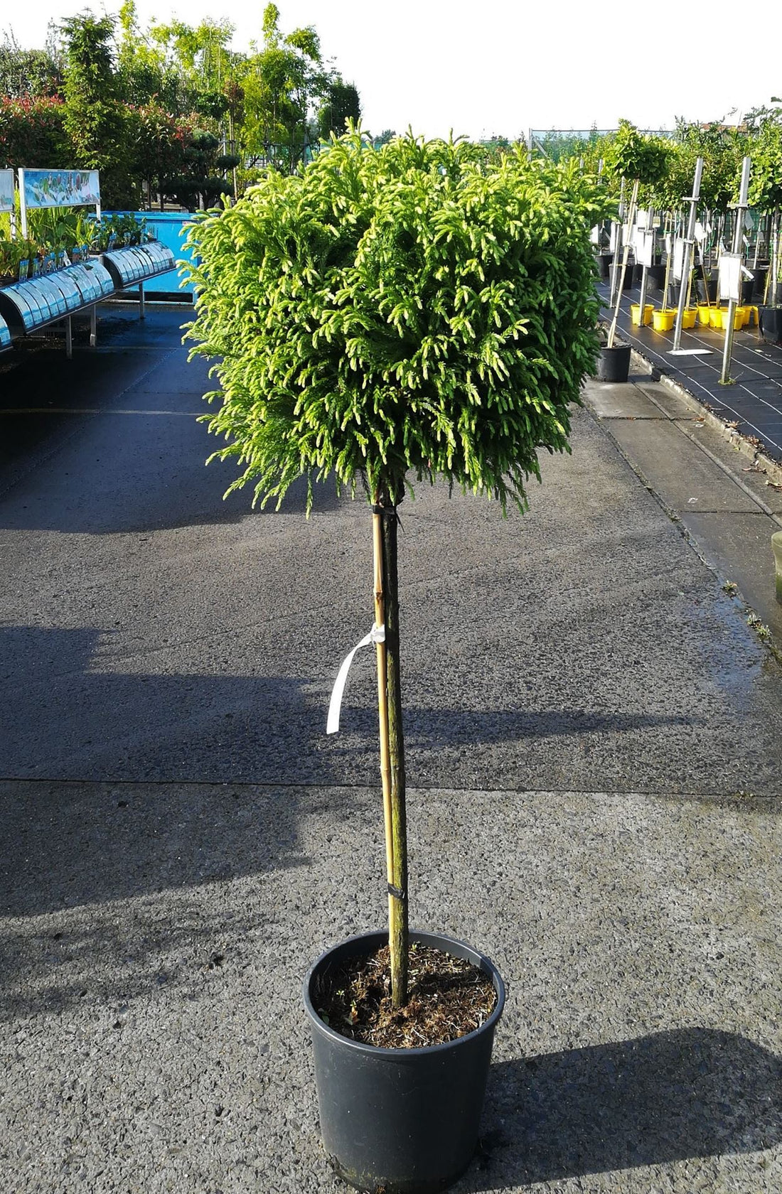 Cryptomeria jap. &quot;Globosa Nana&quot; pomisor cu formă globulară compactă, ideal pentru grădini și decor exterior la Pepiniera Verde.