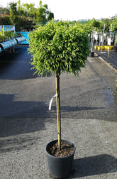 Cryptomeria jap. "Globosa Nana" pomisor cu formă globulară compactă, ideal pentru grădini și decor exterior la Pepiniera Verde.