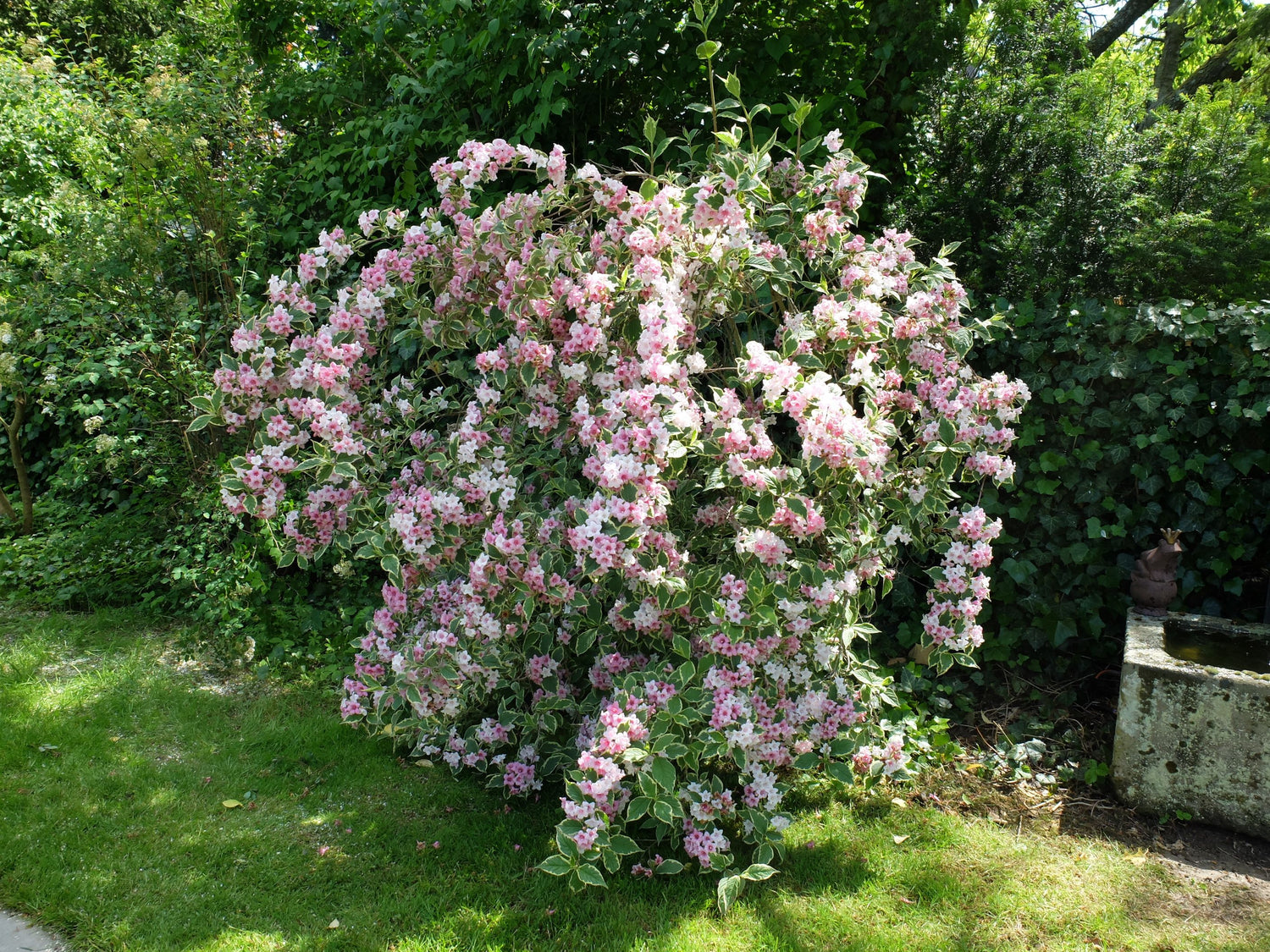 Weigela mix / Weigela florida "Purpurea", "Nana Variegata",  "Red Prince" /