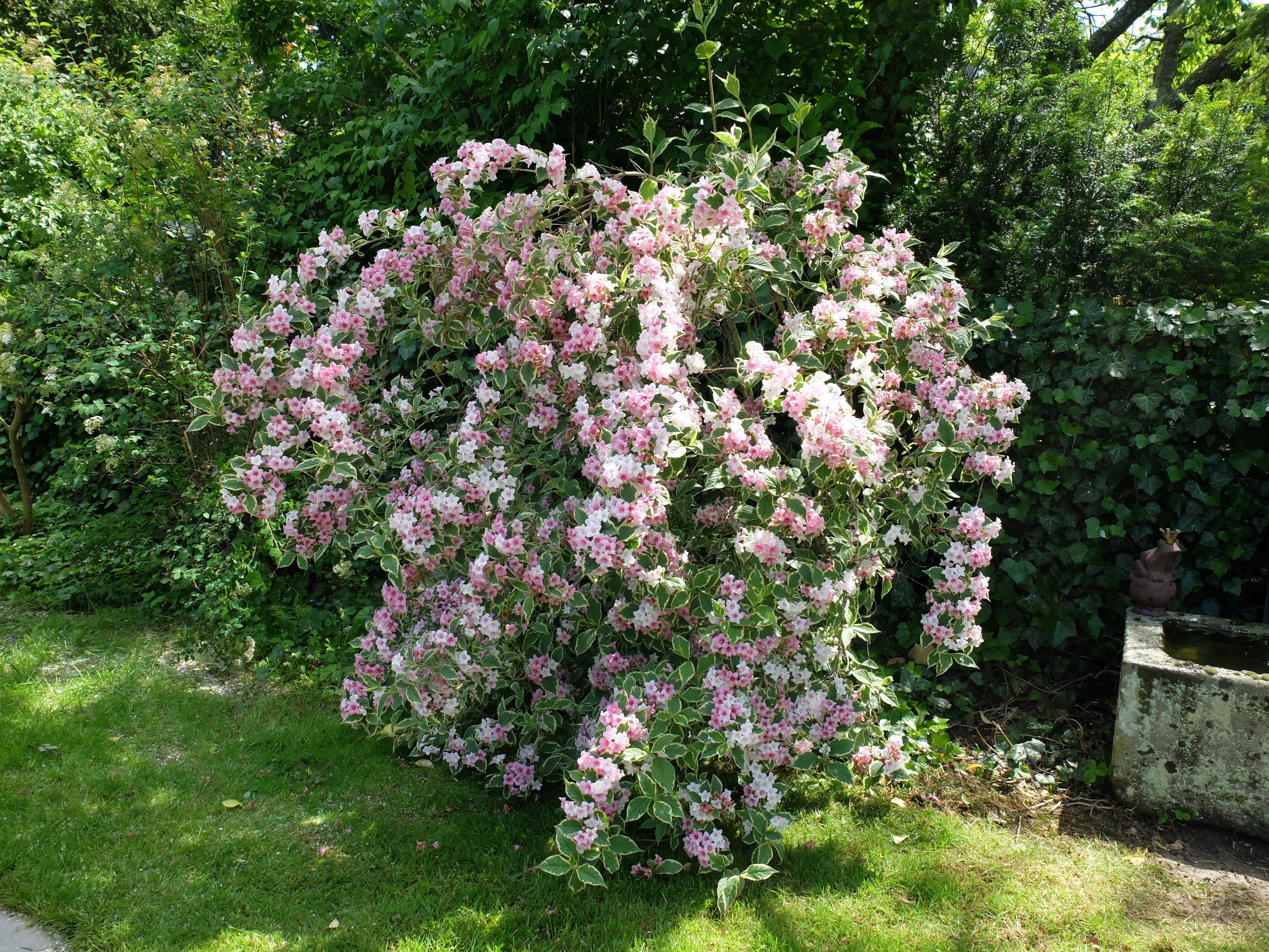 Weigela mix / Weigela florida "Purpurea", "Nana Variegata",  "Red Prince" /