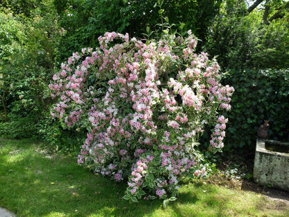 Weigela "Nana Variegata" / Weigela "Nana Variegata"/ - Gradina Noastra