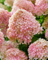 Hortensia paniculata Living Creation Mix/Buc / Hydrangea paniculata Living Creation Mix/ - Gradina Noastra