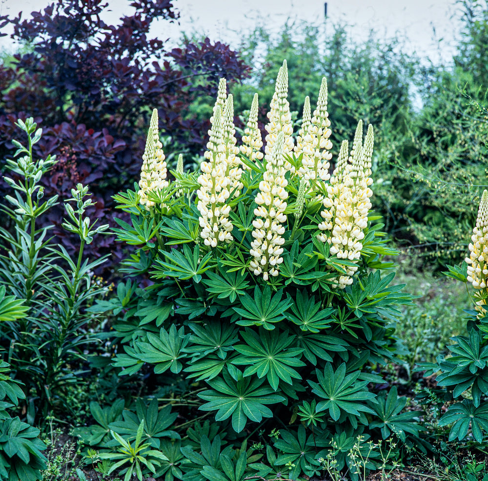 Lupinus &quot;Gallery Yellow&quot;