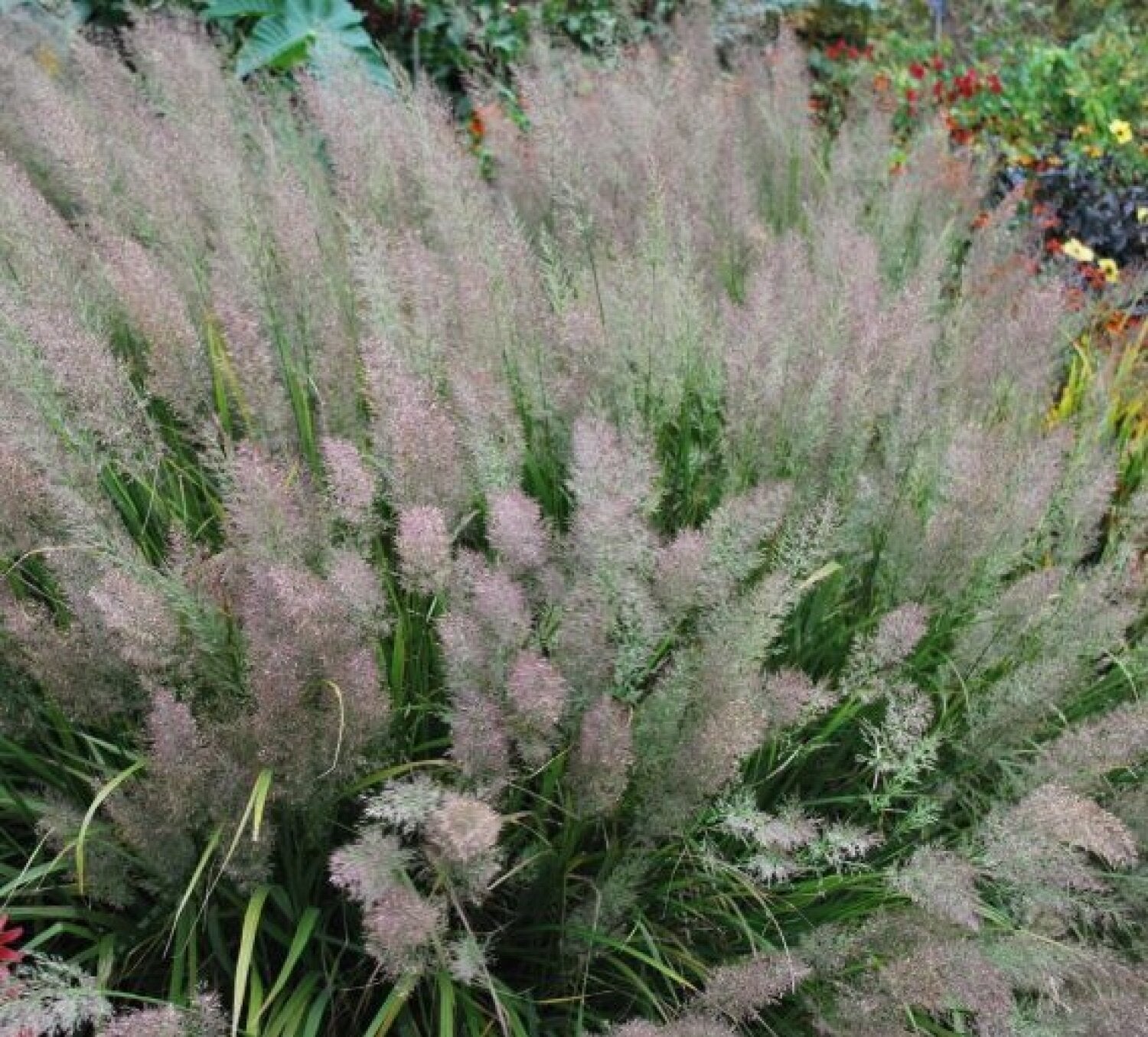 Calamagrostis brachytricha